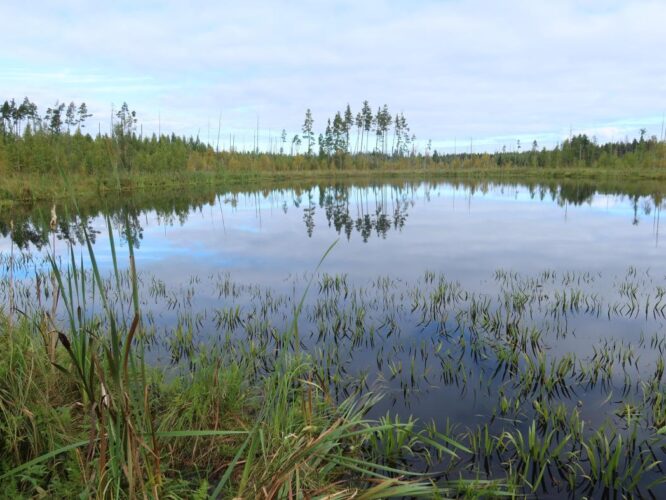 Pühamäe Laijärv 2025