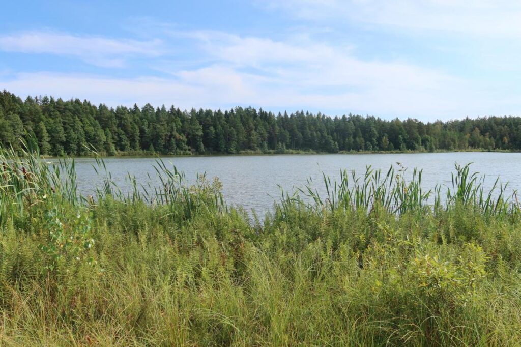 Jõemõisa Särgjärv 2025