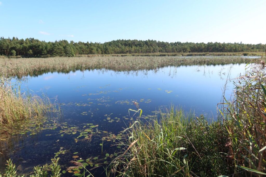 Vaiste Umbjärv 2025