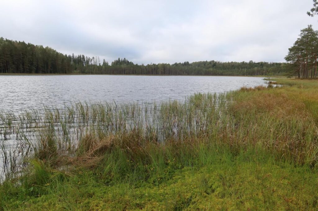 Pedejä järv 2025