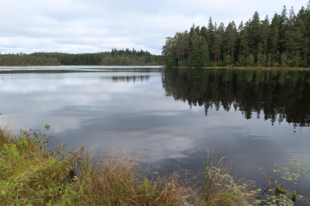 Misso Saarjärv 2025