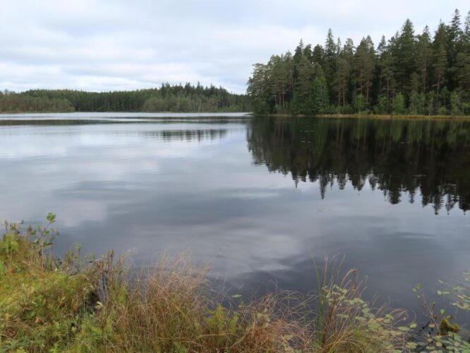 Misso Saarjärv 2025