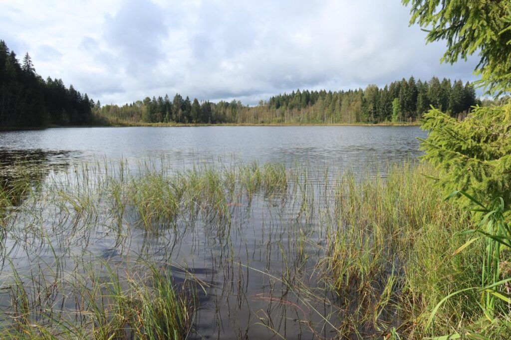 Alasjärv 2025