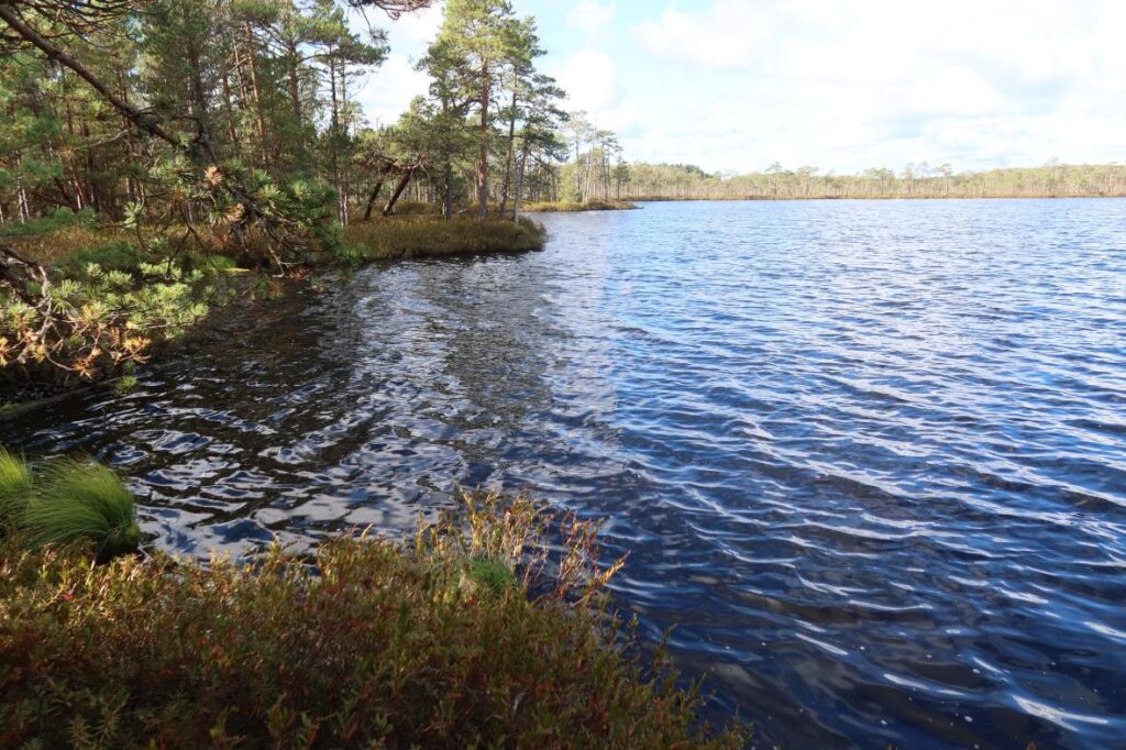 Meenikunnu Suur Suujärv 2025