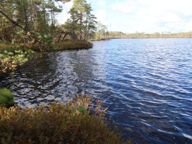 Meenikunnu Suur Suujärv 2025