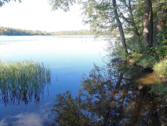 Kuningvere järv 2025