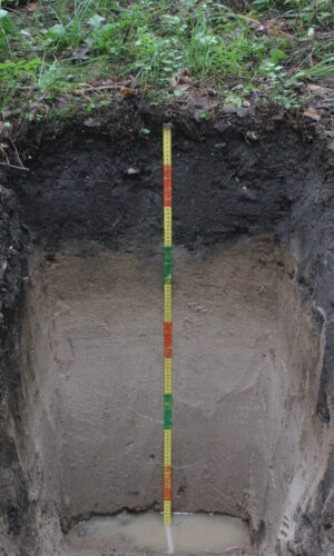 Asukoht: Massiaru Pärnumaa L-EstX: 0 L-Est-Y: Nimetus EST: GI Nimetus WRB: Umbric Gleysol Maakasutus: mets Taimkate: Kirjeldus: Pildistamise aeg: 07/2007 Märksõnad: mullaprofiil EU BioSoil project Mullamuuseum © Metsakaitse- ja Metsauuenduskesk