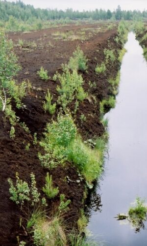 Asukoht: Sangla L-EstX: 0 L-Est-Y: Nimetus EST: Nimetus WRB: Maakasutus: Taimkate: Kirjeldus: Pildistamise aeg: 2001 Märksõnad: maastik kuivendus Mullamuuseum © Illar Lemetti