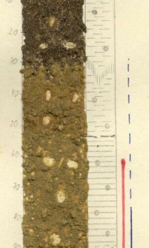 Asukoht: L-EstX: 0 L-Est-Y: Nimetus EST: Go Nimetus WRB: Maakasutus: Taimkate: Kirjeldus: Leostunud gleimuld Pildistamise aeg: Märksõnad: liimmonoliit Mullamuuseum ©