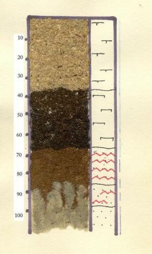 Asukoht: L-EstX: 0 L-Est-Y: Nimetus EST: R`` Nimetus WRB: Maakasutus: Taimkate: Kirjeldus: Õhuke rabamuld Pildistamise aeg: Märksõnad: liimmonoliit Mullamuuseum ©