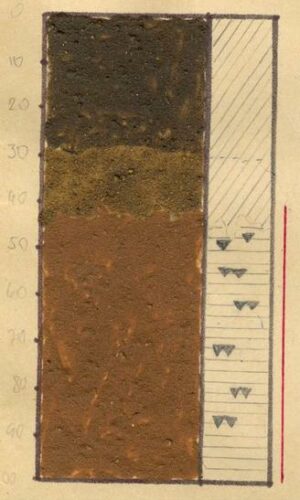 Asukoht: L-EstX: 0 L-Est-Y: Nimetus EST: Ko Nimetus WRB: Maakasutus: Taimkate: Kirjeldus: Leostunud muld Pildistamise aeg: Märksõnad: liimmonoliit Mullamuuseum ©