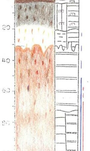 Asukoht: L-EstX: 0 L-Est-Y: Nimetus EST: GI Nimetus WRB: Maakasutus: Taimkate: Kirjeldus: Leetjas gleimuld Pildistamise aeg: Märksõnad: joonismonoliit Mullamuuseum ©