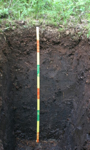 Asukoht: Kaavere Jõgevamaa L-EstX: 0 L-Est-Y: Nimetus EST: S2'' Nimetus WRB: Hemic Sapric Histosol Maakasutus: mets Taimkate: Kirjeldus: Pildistamise aeg: 06/2007 Märksõnad: mullaprofiil EU BioSoil project Mullamuuseum © Metsakaitse- ja Metsauuenduskesk