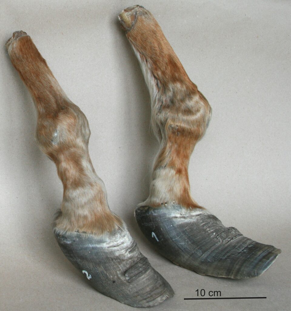 Pikaks kasvanud päkast ahaskabi, esineb kroonprei. Overly long hoof with contracted heels, coronary band dystrophy. OP-1, OP-2