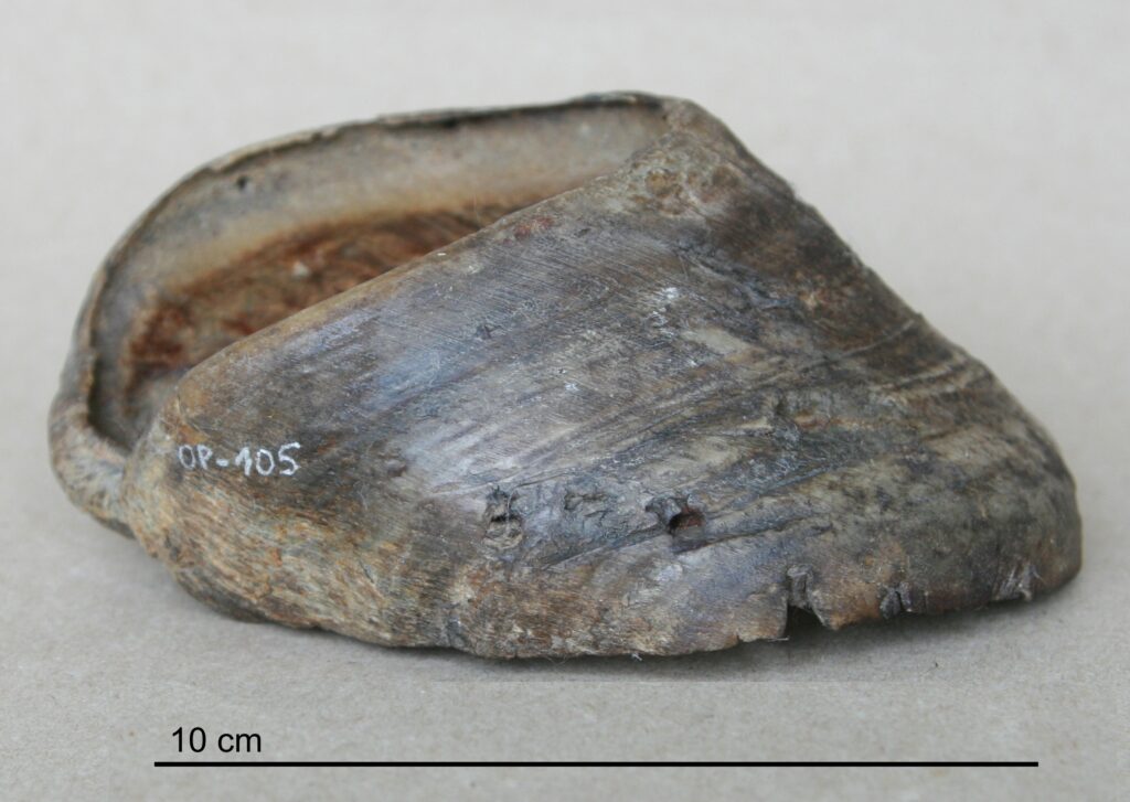 Allasuunduvate nurgatugedega (päkanukkidega) tallast ahaskabi. Hoof capsule with downward contracted heels. OP-105
